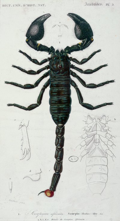 African Scorpion by Francois Le Vaillant